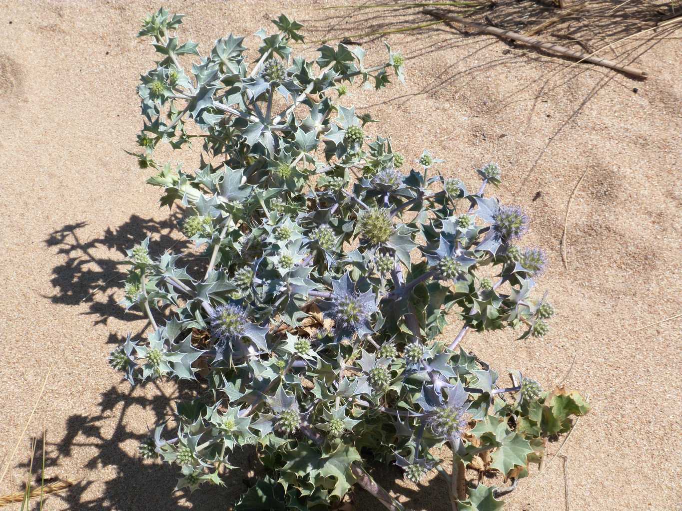 Eryngium maritimum con foglie violacee